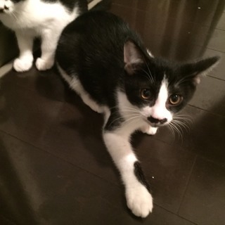 4カ月半 愛され育った野良兄弟♂白黒ハチワレ　ギーくん - 猫