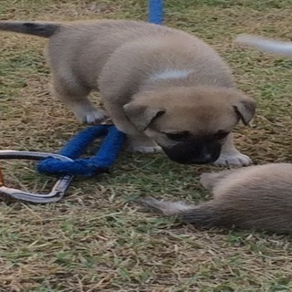 子犬の里親募集します。 - 里親募集