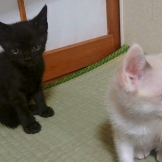 心癒される子猫ちゃんです - 猫