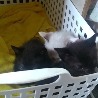 心癒される子猫ちゃんです − 長野県