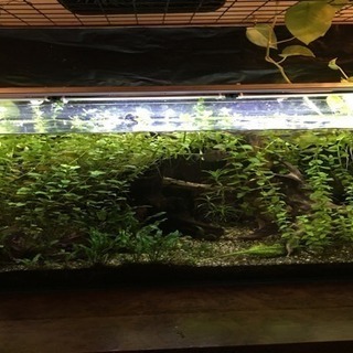 120センチ水槽の水草と熱帯魚差し上げます！