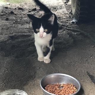 ぼくを飼ってください