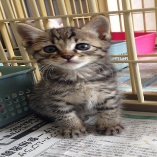 滿（ミツル）君  キジトラ子猫一ヶ月位