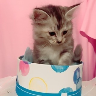 決まりました！