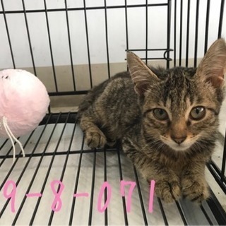 💖里親決定💖キジトラ子猫