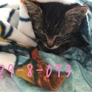 💖里親決定💖キジトラ子猫２匹