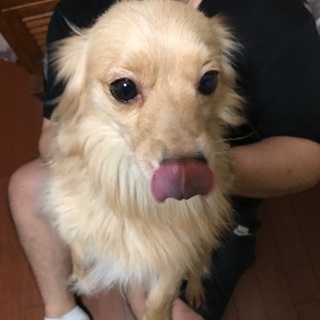 兄弟犬の里親探しています。