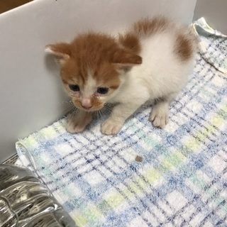 甘ったれのレオくん − 神奈川県