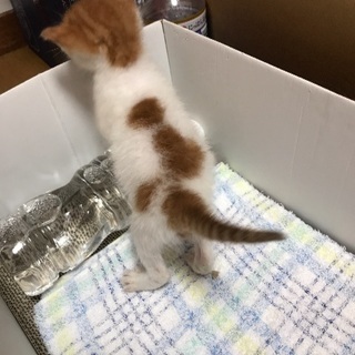 甘ったれのレオくん - 猫