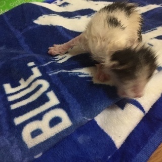 子猫ちゃんの里親さんになってくださりますお願いです。