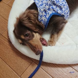 犬を通して