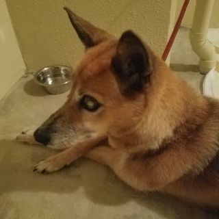 里親というより飼い主様連絡ください。