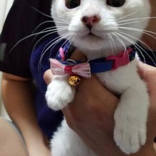 子猫の里親募集中です！