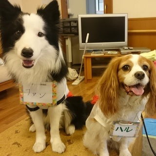 愛犬と習い事！　ドッグダンス始めませんか？の画像