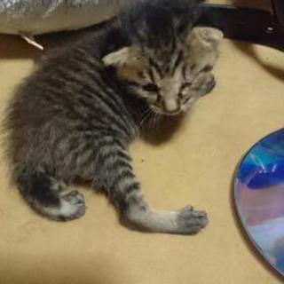 子猫里親募集