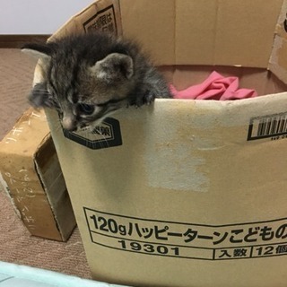生後2、3週間程……