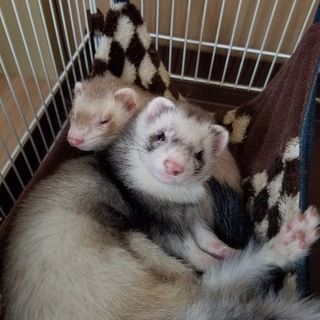 ﾌﾚ募…カネボウみたいな言い回し☺