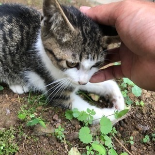 野良の子猫を保護しました。