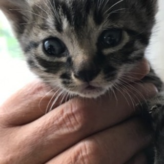 仔猫2匹