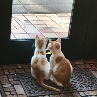 茶白4ヶ月男の子＆女の子