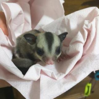 フクロモモンガノーマル♂無償譲渡