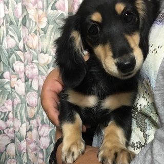里親さん募集中です。引っ越しのため飼えなくなりました。