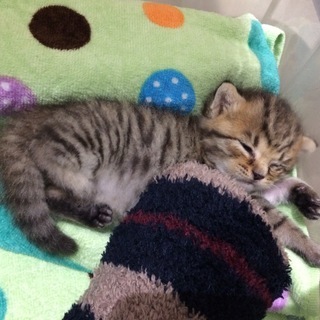 キジトラ模様の生後2～3週間の子猫です。