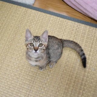 ②里親決定