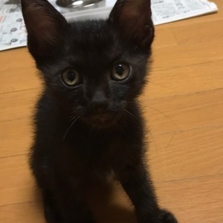 黒猫 オス 里親様決まりました