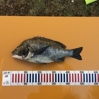 海釣りを、しています。エビ撒きつり、フカセつり、落とし込みつり、...