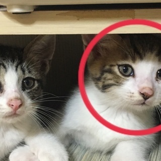 子猫の里親様募集！