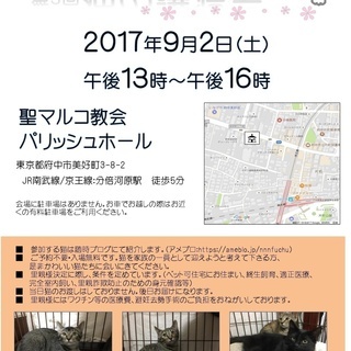 猫の譲渡会 （合同）9月2日（土）