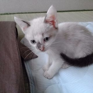 心癒される子猫ちゃんです - 里親募集