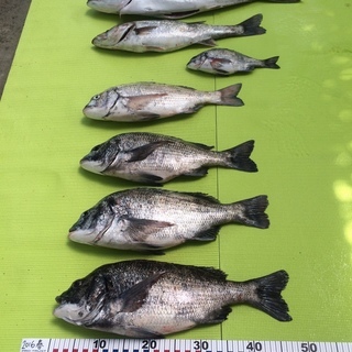 海釣りを、しています。エビ撒きつり、フカセつり、落とし込みつり　...