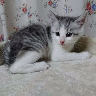 人馴れした子猫ちゃんの里親さんを募集しています