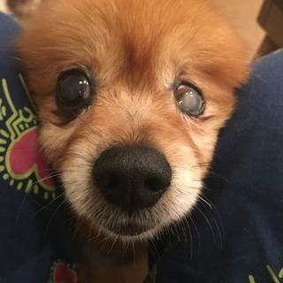 ポメちゃんの女の子 老犬です