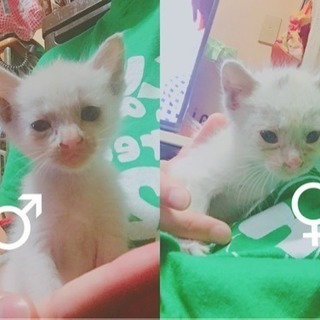 迷子の子猫  里親募集！