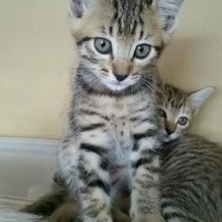 6月27日生まれの子猫ちゃんたち
