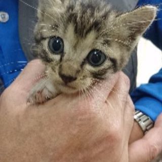 とても可愛いです🎵