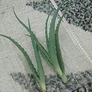 多肉植物 切り苗 　抜き苗