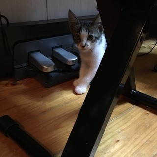生後2ヶ月半のホクロが可愛いメス猫ちゃんです！