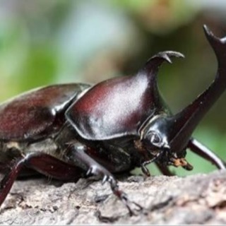 カブト虫、クワガタ季節も後半