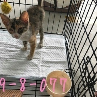 里親決定！有難うございました！保健所収容‼︎ミケキジ子猫ちゃんが...