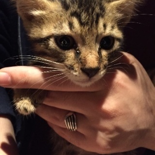 現在交渉中です  6月8日生まれの子猫