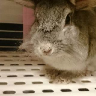 うさぎ・ロップイヤー