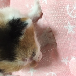 猫の好きな方募集