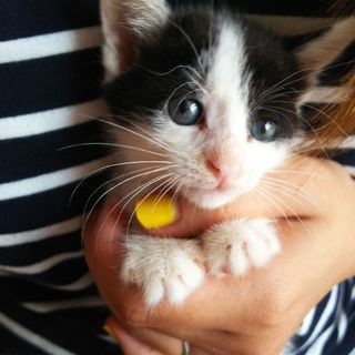 子猫の里親様募集