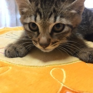 子猫の里親募集