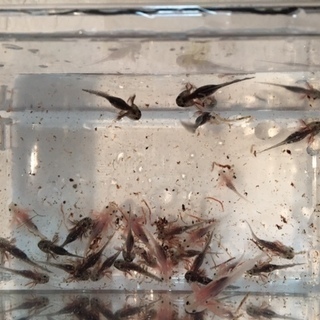 ウーパールーパー　稚魚　１５匹ほど