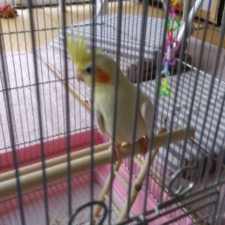オカメインコ　ルチノー　決まりました。